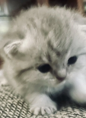 Kuschelwuscheliges Kittengirl zu verkaufen 