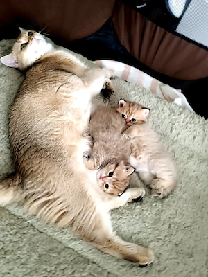 bkh kitten