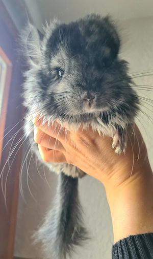 3 Chinchilla Baby- und Jung-Böckchen (2 RPA und 1 RPat)