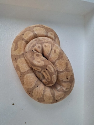 python regius 1.0 nz22 banana enchi o.d