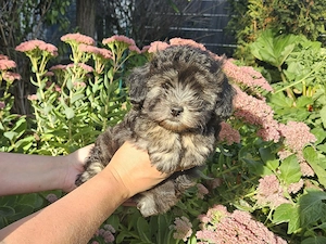 ** Mini Yorkiepoo Welpen ** 2-3 kg Toypudel x Merle Biewer Yorkshire Terrier wie Maltipoo