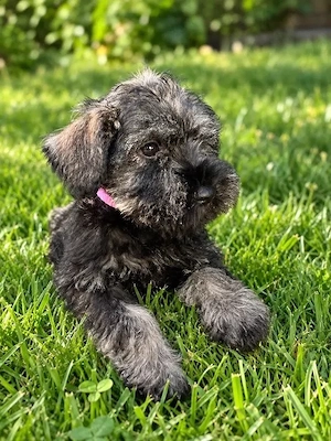 Kleine Zwergschnauzer möchten ihre zukünftigen Besitzer kennenlernen