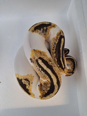 python regius 0.1 nz 22 fire yb piebald