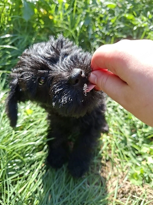 Zwergschnauzer Mix 