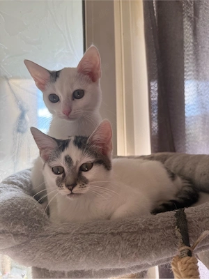 katzen kitten