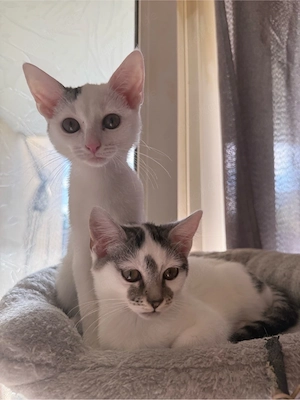 kitten abzugeben 