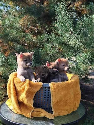 Kleine Shiba Inu möchten ihre zukünftigen Besitzer kennenlernen