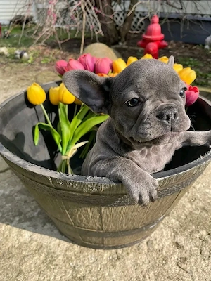 Blauer Französische Bulldoggenwelpe zu verkaufen
