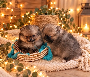 ABGABEBEREIT Zwergspitz Pomeranian Welpen 