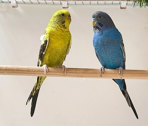 Wellensittich Pärchen 