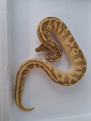 python regius 0.1 enchi super pastel