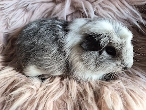 Süße Meerschweinchen  Jungs