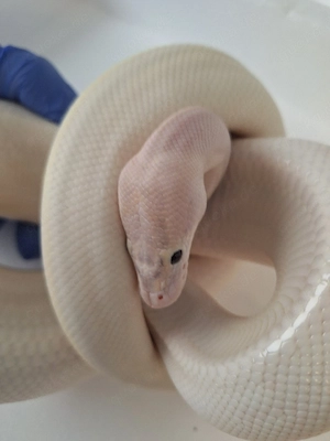 python regius 0.1 nz22 ivory pastel poss fire