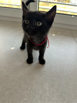 Bombay Kitten