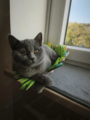 BKH Kitten reinrassige weiblich 