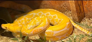 Malayopython reticulatus 