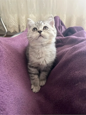 Kleine Süße Katze BKH reinrassig