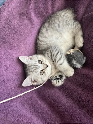 Kleine Süße Katze BKH reinrassig