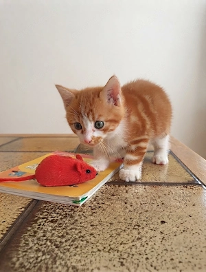 Rot-weißer Kater gesucht 