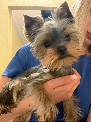 yorkshire terrier