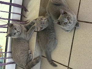 Britisch Kurzhaar Katzen