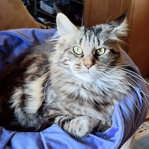 Hübsches Maine Coon Mädchen, 9 Monate alt