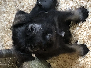 Zwergschnauzer Welpen abzugeben 