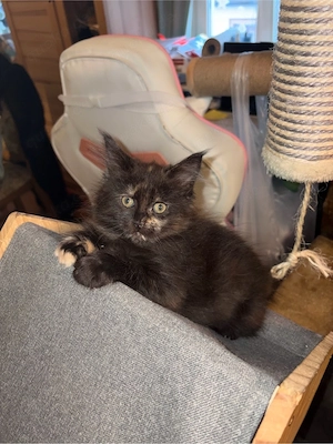 unser letztes Maine Coon Kitten suchet Kuschelplatz