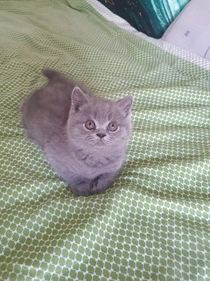 Bkh Katerchen blü reinrassig 