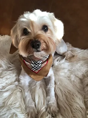 Maltipoo weiblich, apricote