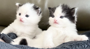 2 süße Katzenbabys mit Angorafell