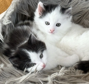 Absolut süßes Katzenpäärchen ab Anfang November gemeinsam abzugeben