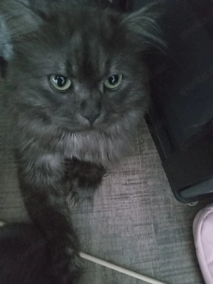 Britisch mix kater