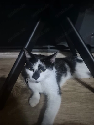 katze abzugeben 