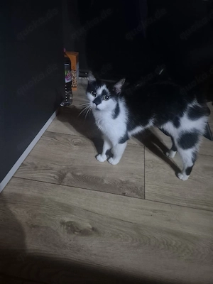 katze abzugeben 