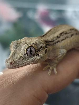 Höckerkopfgecko poss. 0.1 NPV