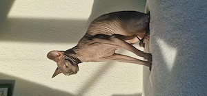 Nacktkatze sphynx 