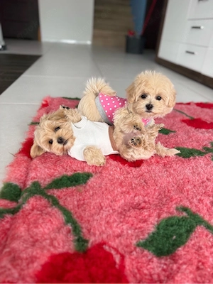 Wunderschöne Maltipoo Welpen Mädchen  Bild 8