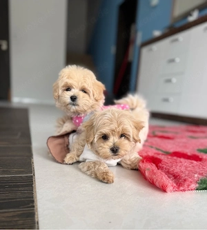 Wunderschöne Maltipoo Welpen Mädchen  Bild 2