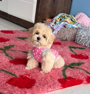 Wunderschöne Maltipoo Welpen Mädchen  Bild 5