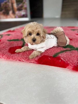 Wunderschöne Maltipoo Welpen Mädchen  Bild 4