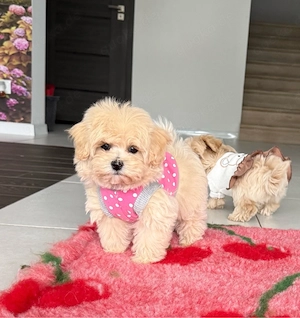 Wunderschöne Maltipoo Welpen Mädchen  Bild 3