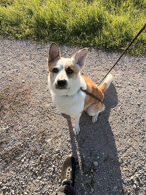 Liebenswerter Hund sucht neues Zuhause 