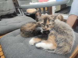 Drei Katzen Mädels 