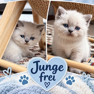 Reinrassige BKH Kitten Britisch kurzhaar kitten 