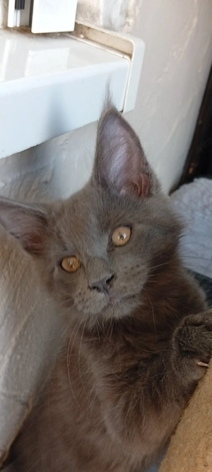 Maine coon Kitten.. 