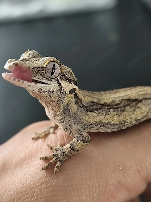 Höckerkopfgecko Jungtier sucht neues Zuhause 