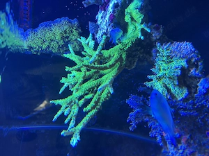 SPS Koralle: Acropora (Green Slimer   Grüne Acropora)