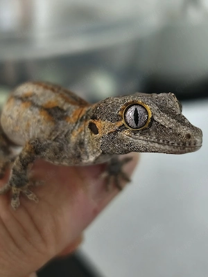 Höckerkopfgecko Jungtier Red Striped