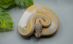 1.0 Banana Piebald Nr. 7 ENZ 2026 Königspython